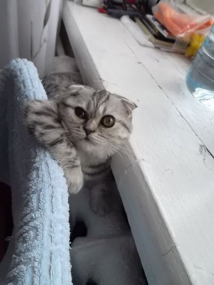 Cat Casper în viața mea