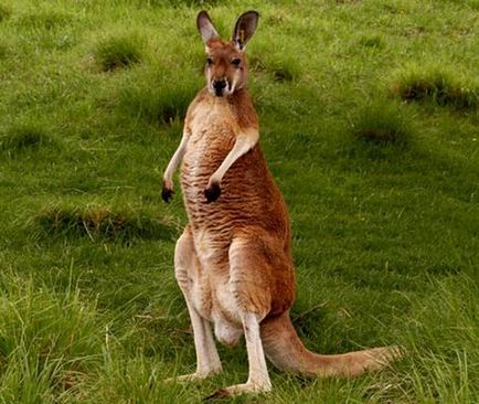 Kangaroșii insidioși își împușcă dușmanii