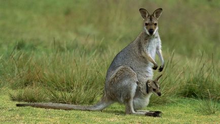 Kangaroșii insidioși își împușcă dușmanii