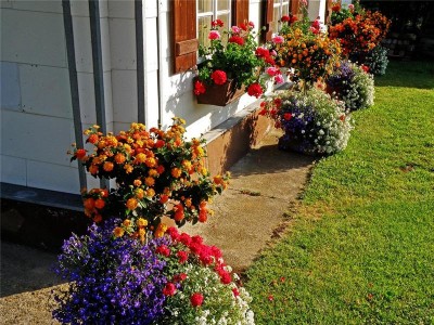 Idei frumoase și interesante pentru designul de paturi de flori și grădini de flori, în apropierea casei