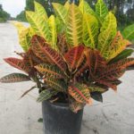 Croton sau îngrijirea de codie la domiciliu, specii cu fotografii, caracteristici ale cultivării, ce să facă,