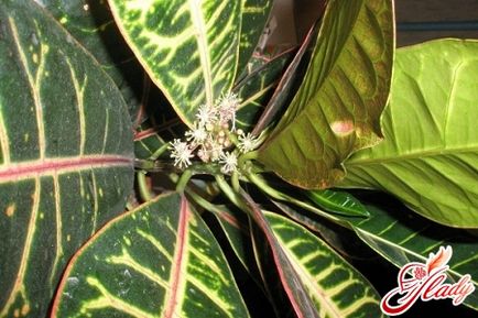 Îngrijirea și îngrijirea plantelor Croton