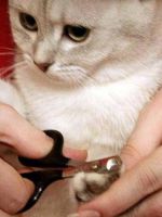 Кров'яні виділення у кішки після пологів
