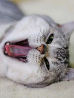 Кров'яні виділення у кішки після пологів