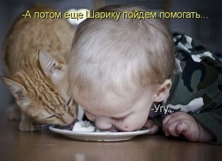 Bucătărie cu pisici)