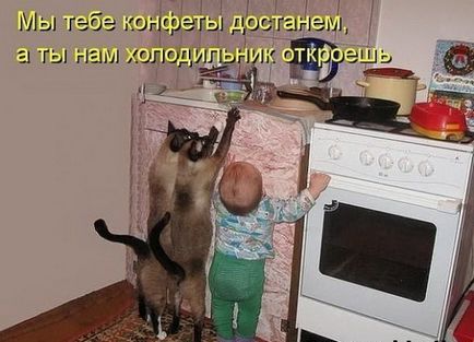 Кулінарні приколи з котами)