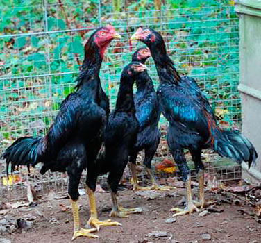 Csirkék harci fajták tipp, csirkék tipp, tipp török, török ​​Azil