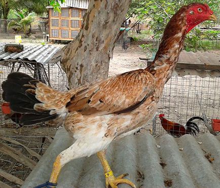 Csirkék harci fajták tipp, csirkék tipp, tipp török, török ​​Azil