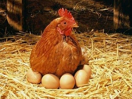 Csirkék tenyészteni Kuban piros leírása és etetés fotó