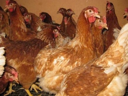Csirkék tenyészteni Kuban piros leírása és etetés fotó