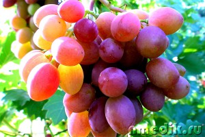 Лікування виноградом - онкологічні захворювання