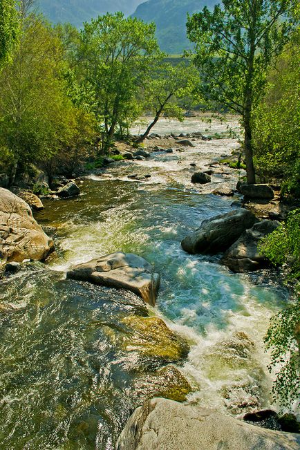 Лісовий кордон курей кечуа