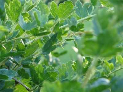 Frunze de capsune - proprietăți utile și contraindicații pentru medicii verzi