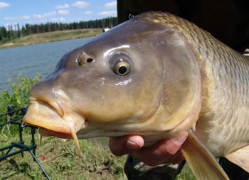 Suc de catching pe butoaie, porti si blocuri »