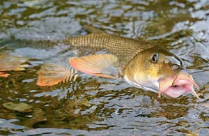 Barbel horgászat - kezelése, a fogási módszerek