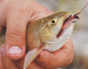 Barbel horgászat - kezelése, a fogási módszerek