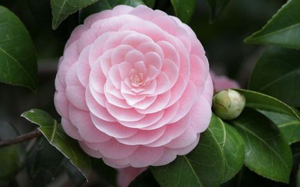 Coco Chanel kedvenc virága - Camellia