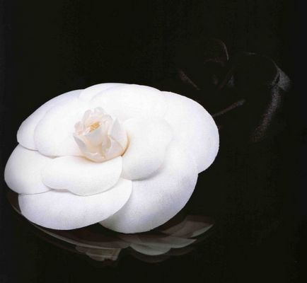 Coco Chanel kedvenc virága - Camellia