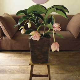 Medinilla - îngrijire, reproducere, posibile dificultăți, greenhome