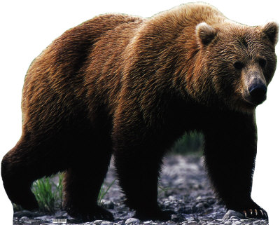 Grizzly Bear, mit eszik, fotó - Állatvilág