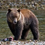 Grizzly Bear, mit eszik, fotó - Állatvilág