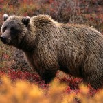 Grizzly Bear, mit eszik, fotó - Állatvilág