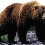 Un urs grizzly decât hrana pentru animale, lumea foto-animală