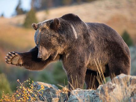 Grizzly Bear, descriere, fotografie