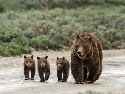 Grizzly Bear, descriere, fotografie