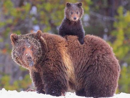 Grizzly medve, leírások, fotók