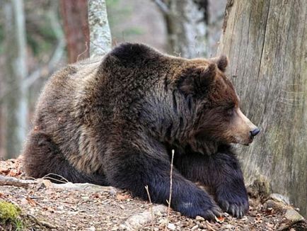 Grizzly Bear, descriere, fotografie