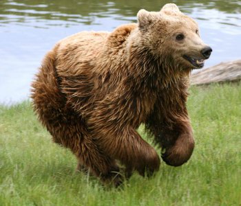 Bear rúd legrosszabb állat az erdőben