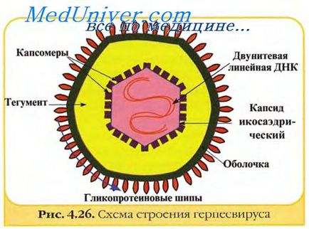 Методи інактивації вірусів