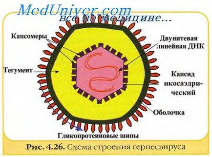 vírus inaktiválási módszerek (kémiai módszerekkel vírusinaktiváló) vírus inaktiválási módszerek