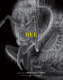Fotografiile microscopice ale albinelor de la Rose-lynn Fisher (pescar de trandafir)