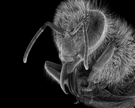 Fotografiile microscopice ale albinelor de la Rose-lynn Fisher (pescar de trandafir)