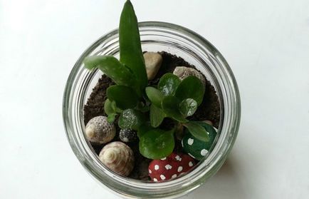 Mini-grădină în bancă cu mâinile tale