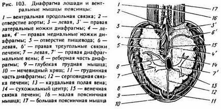 М'язи грудної клітки і черевної стінки