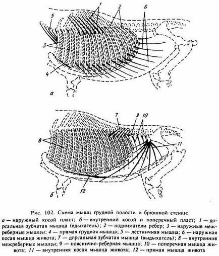 Muschii din piept și peretele abdominal