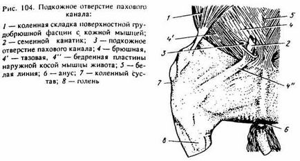 М'язи грудної клітки і черевної стінки