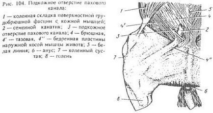 М'язи черевної стінки тварин - все про ветеринарію