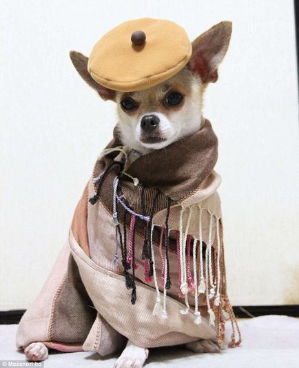 Модний одяг для собак в інтернет-бутіку dollydog