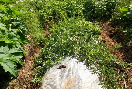 Succesele mele în cultivarea pepenilor verzi în Transbaikalia, cabana de tanin