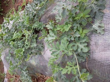Succesele mele în cultivarea pepenilor verzi în Transbaikalia, cabana de tanin
