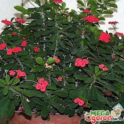Euphorbia strălucitoare - caracteristicile de îngrijire