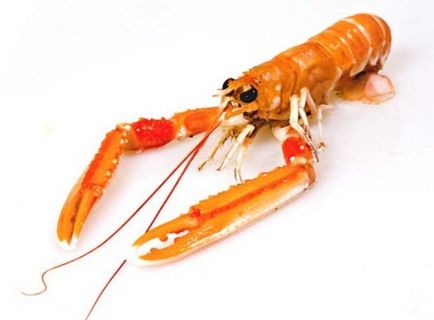 Marea alimente langoustine alimentară sănătoasă