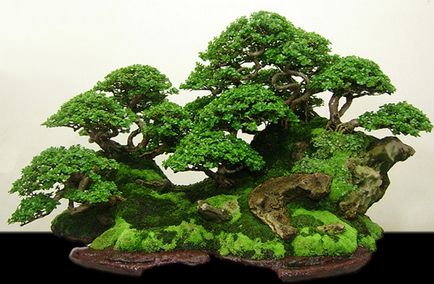 Moss pentru bonsai