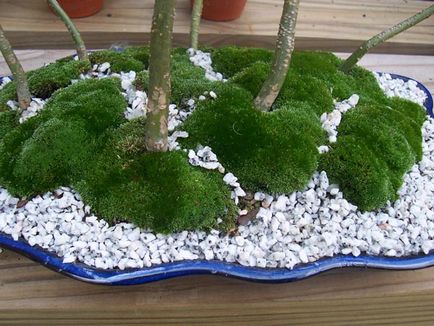 Moss și bonsai