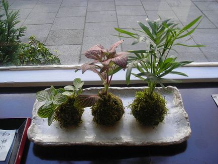 Moss și bonsai