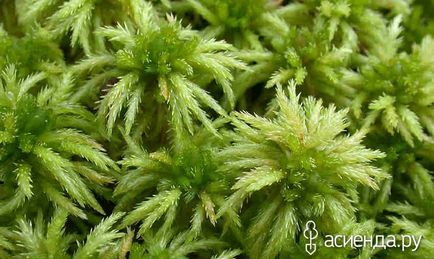 Moss sphagnum pentru flori, animale și grădini